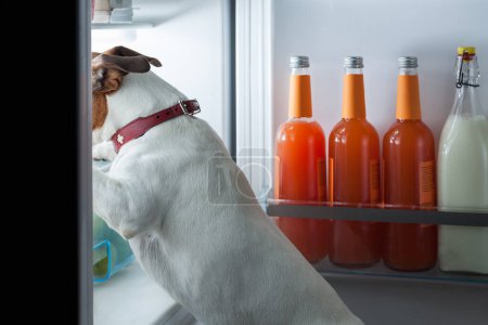 Photo for Midnight hungry dog in fridge - Royalty Free Image