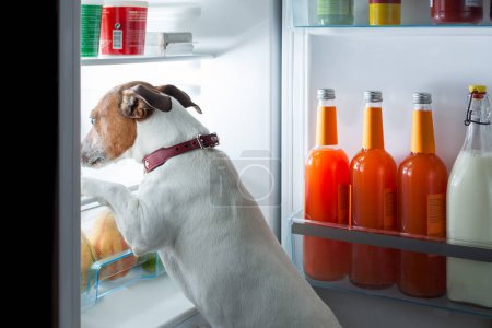 Téléchargez les photos : Belle vue rapprochée de minuit chien affamé - en image libre de droit