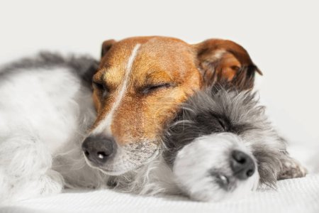 Téléchargez les photos : Couple de chiens mignons en amour - en image libre de droit