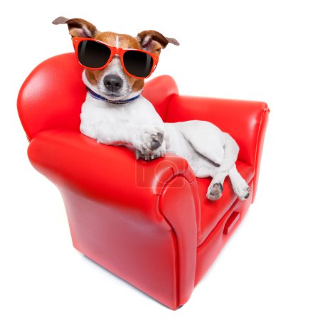 Téléchargez les photos : Canapé pour chien studio tourné - en image libre de droit