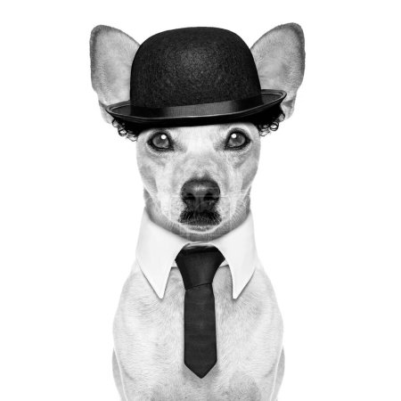 Téléchargez les photos : Drôle rétro chien studio tourné - en image libre de droit