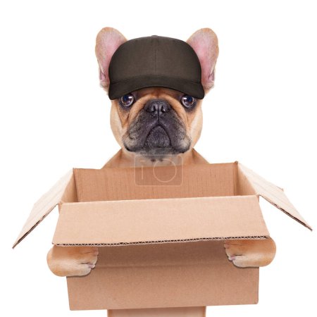 Téléchargez les photos : Boîte de déménagement chien studio tourné - en image libre de droit