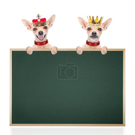 Téléchargez les photos : Deux chiens en couronnes avec tableau noir - en image libre de droit