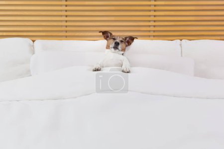 Foto de Divertido lindo perro acostado en la cama - Imagen libre de derechos