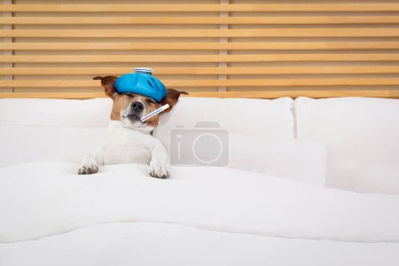 Photo for Sick  ill dog in bed - Royalty Free Image