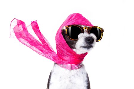 Téléchargez les photos : Diva chic chien studio shot - en image libre de droit