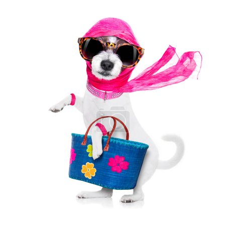 Téléchargez les photos : Le chien shopping diva - en image libre de droit