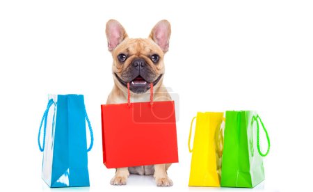 Téléchargez les photos : Belle vue rapprochée de la vente chien shopping - en image libre de droit