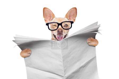 Photo for Dog reading newspaper isolated on white background - Royalty Free Image