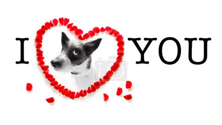 Téléchargez les photos : Heureux chien Valentines isolé sur fond blanc - en image libre de droit