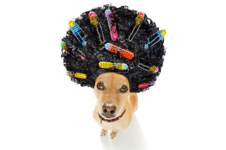 Téléchargez les photos : Mauvaise coiffure sur chien isolé sur fond blanc - en image libre de droit