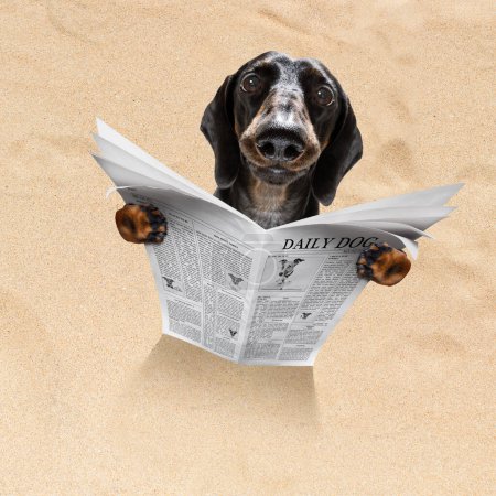 Photo for Dog at the beach reads newspaper - Royalty Free Image