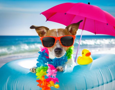 Téléchargez les photos : "chien à la plage et l'océan avec matelas gonflable
" - en image libre de droit
