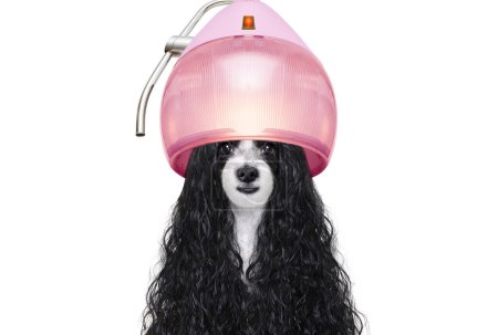Téléchargez les photos : Toilettage chien au salon de coiffure studio tourné - en image libre de droit