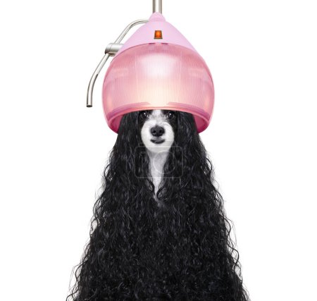 Téléchargez les photos : Toilettage chien au salon de coiffure studio tourné - en image libre de droit