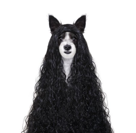 Téléchargez les photos : Toilettage chien chez les coiffeurs - en image libre de droit