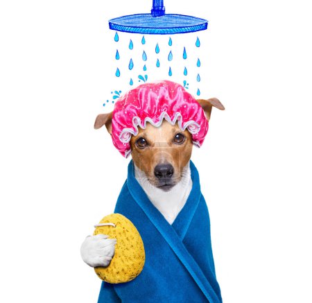 Photo for Dog in  wellness spa - Royalty Free Image