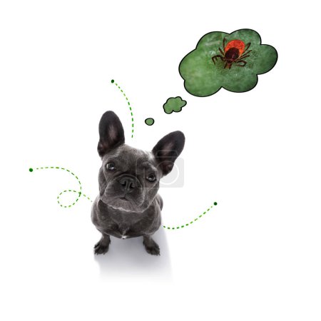 Photo for Dog  with fleas, ticks or insects - Royalty Free Image