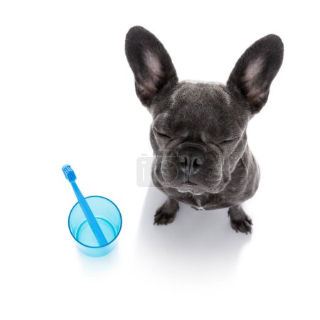 Téléchargez les photos : Brosse à dents dentaire chien sur blanc - en image libre de droit