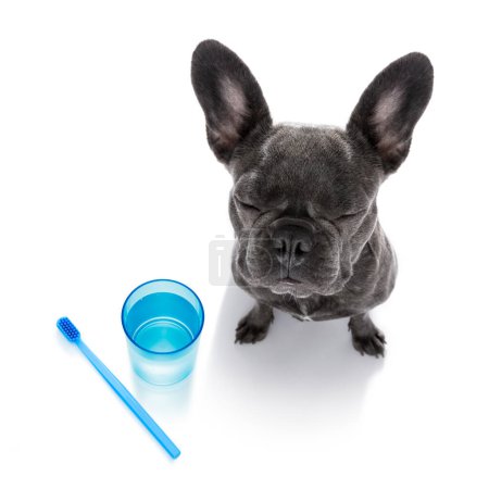 Téléchargez les photos : Brosse à dents dentaire chien sur blanc - en image libre de droit
