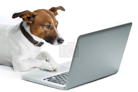 Photo for Dog with computer on white - Royalty Free Image