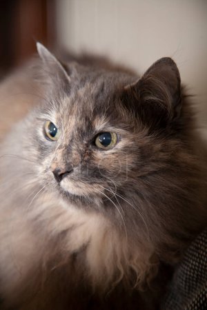 Foto de Grey Cat Vista de cerca en reposo - Imagen libre de derechos