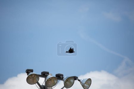 Photo for "Field Lights". Baseball Game Concept - Royalty Free Image