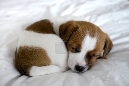 Téléchargez les photos : Mignon beagle chiot dormir dans le lit - en image libre de droit
