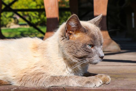 Téléchargez les photos : "Un beau chat gris domestique se trouve sur le porche." - en image libre de droit