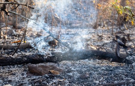 Téléchargez les photos : "Après un incendie de forêt pluviale, la catastrophe est causée par les humains" - en image libre de droit