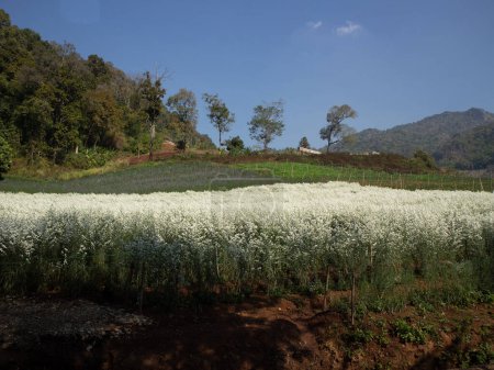 Foto de Hermoso campo de pradera de flor blanca - Imagen libre de derechos
