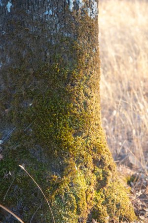 Foto de "Tronco de árbol con musgo sobre fondo natural - Imagen libre de derechos