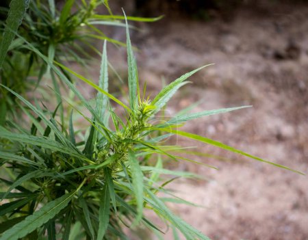 Foto de Hojas de marihuana, vista de cerca del cannabis - Imagen libre de derechos