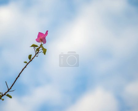 Téléchargez les photos : Fleur rose vue rapprochée - en image libre de droit