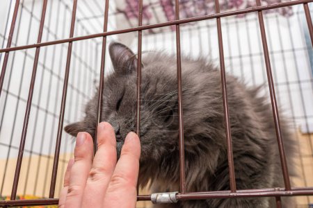 Photo for "A fluffy cat in a cage at an animal shelter sniffs the hand of its new owner" - Royalty Free Image