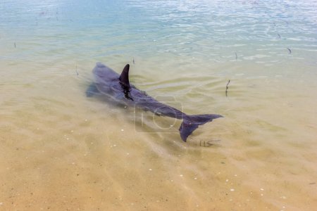 Photo for Wild dolphins near the shore in Australia Monkey Mia beach, Shark Bay, Australia - Royalty Free Image