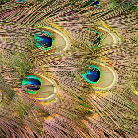 Téléchargez les photos : Les plumes de queue d'un paon - en image libre de droit