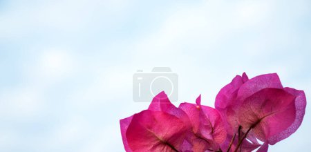 Photo for Beautiful blooming flowers. Summer time concept - Royalty Free Image