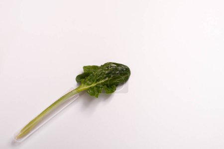 Photo for Spinach leaf with water drops in a glass flask - Royalty Free Image