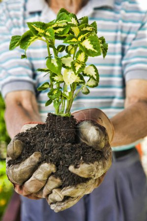 Téléchargez les photos : Photo recadrée de Senior Man Holding Plant - en image libre de droit