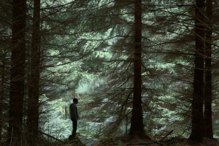 Photo for Man standing in a pine trees forest - Royalty Free Image