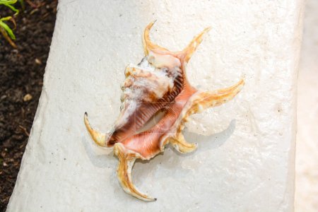 Téléchargez les photos : Vue rapprochée de la belle coquille de mer - en image libre de droit
