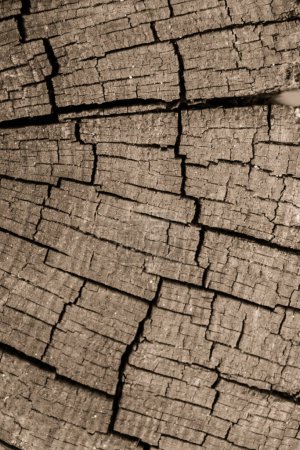 Photo for "Old Weathered cracked tree stump texture background" - Royalty Free Image