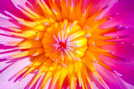 Foto de Close-up Pink Lotus están floreciendo - Imagen libre de derechos