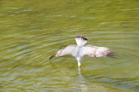 Photo for "Seagull is on pond water in a park" - Royalty Free Image