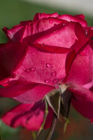 Photo for Rose with water drops on it - Royalty Free Image
