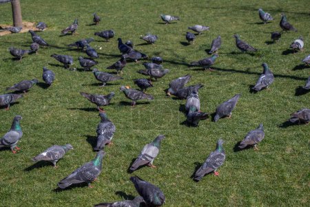 Photo for Pigeons on a green lawn in the  city park - Royalty Free Image