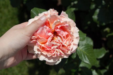 Photo for "Hand holding a rose in a rose  garden" - Royalty Free Image