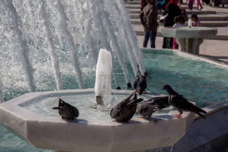 Téléchargez les photos : Pigeons de la ville au bord de la fontaine - en image libre de droit