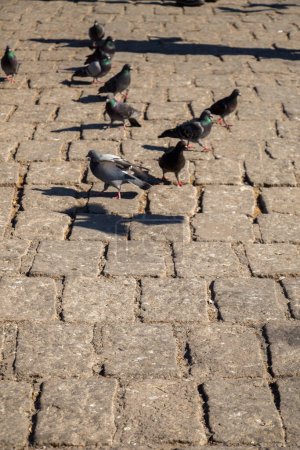 Téléchargez les photos : Pigeons sur chaussée de pierre - en image libre de droit